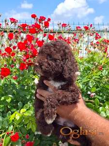 Lagoto Romanjolo (Lagotto Romagnolo)